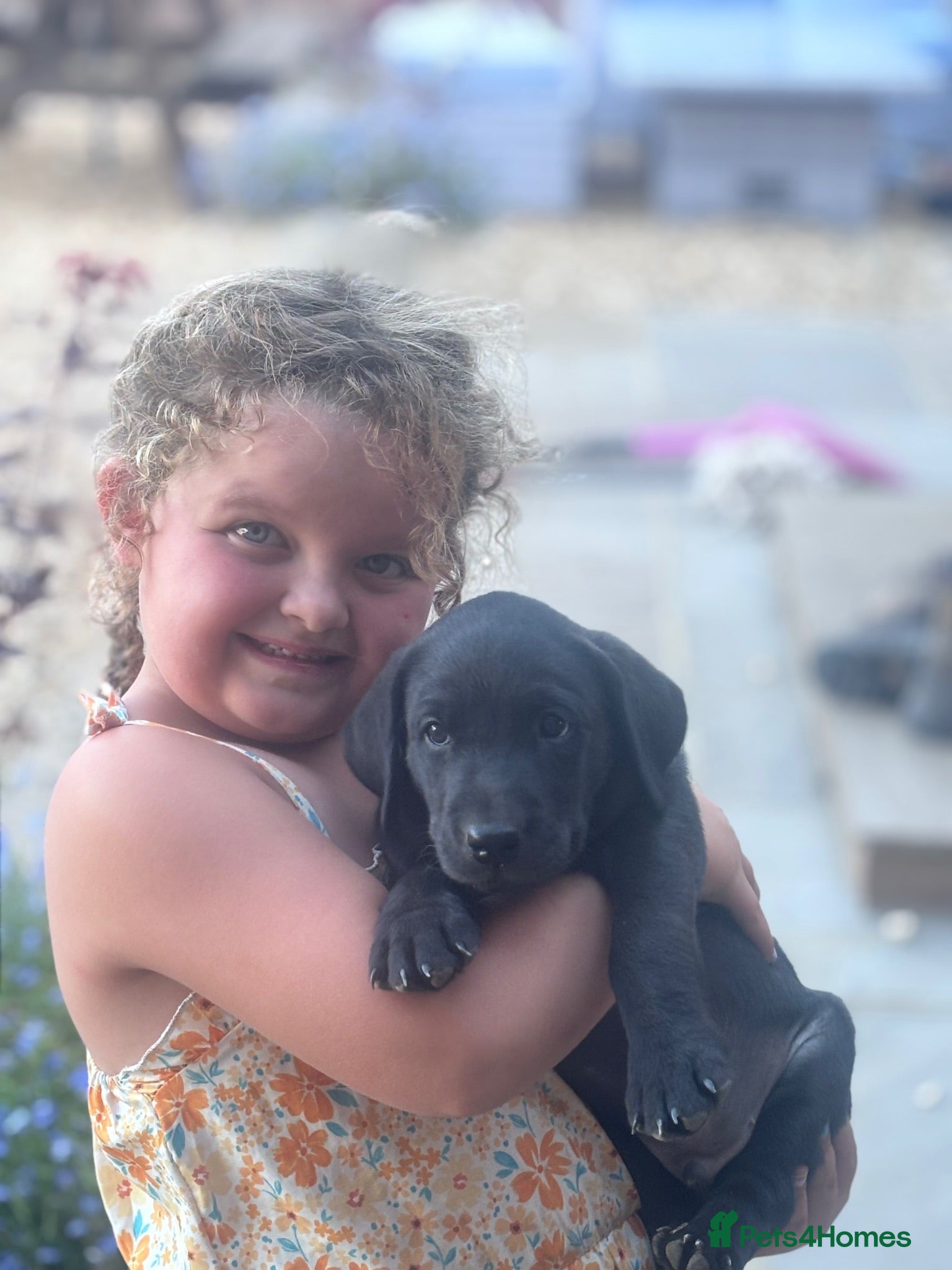 Labrador Retriever dogs Gorgeous litter of black Labrador puppies - Advert 2