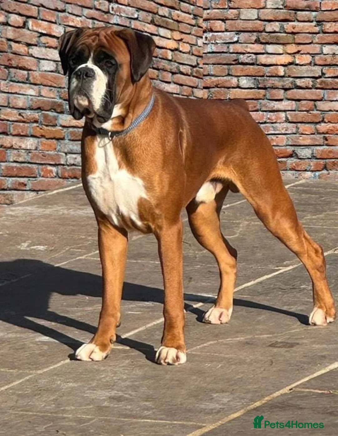 Boxer dogs for stud: Kc Health tested Bobtail - Advert 3