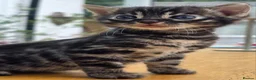 Bengal cats for sale: 🐆 2 BEAUTIFUL TICA BENGAL GIRLS – £1,200 EACH 🐆 - Advert 15