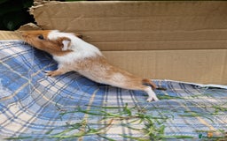 Guinea Pig rodents for sale: 2 beautiful babies arrive reserve Now  in Darwen - Image 18