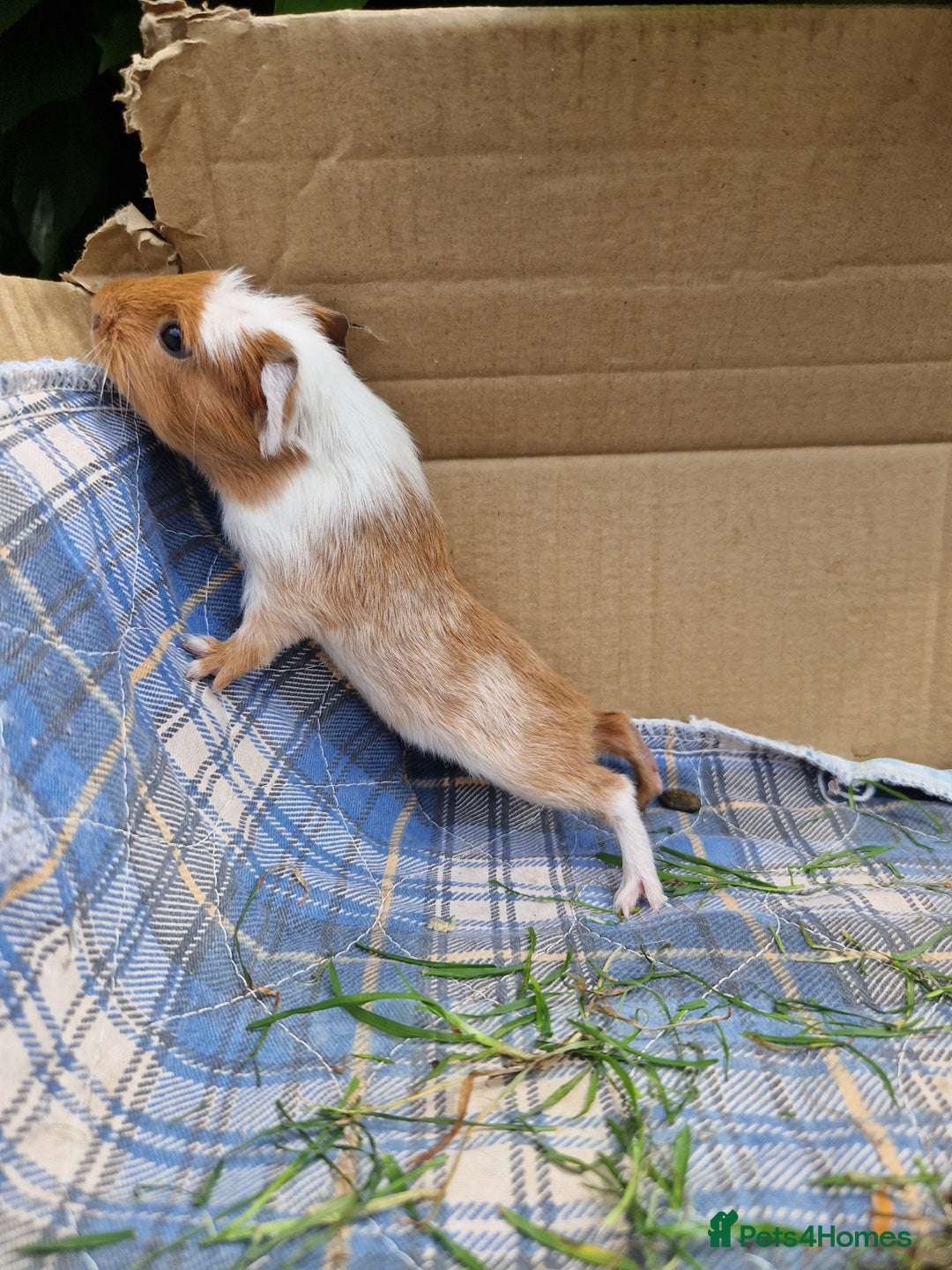 Guinea Pig rodents for sale: 2 beautiful babies arrive reserve Now  in Darwen - Image 18
