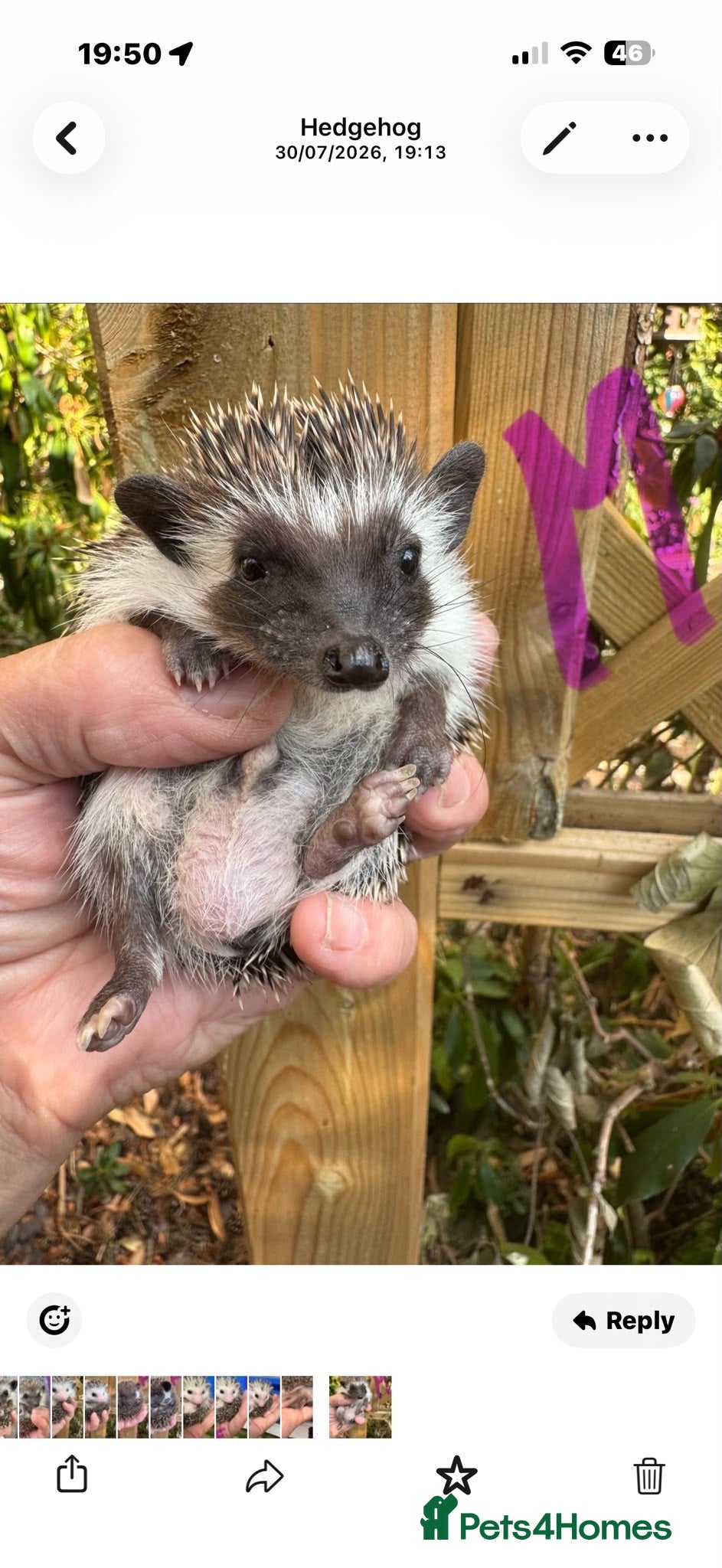 Pygmy Hedgehog rodents 2 baby boys ready now / ready now  - Advert 2