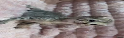 Scottish Fold cats for sale: Scottish fold kittens  - Advert 7