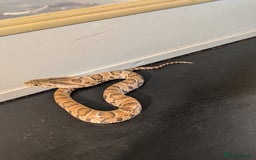 Snake reptiles for sale: Hypo false water cobras  - Image 1