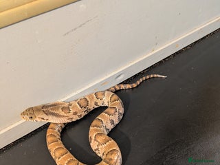 Snake reptiles - Advert 1