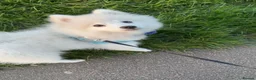 Pomsky dogs for sale: Pomsky Puppies (3) - Advert 29