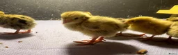 Quail poultry for sale: Quails - Advert 2