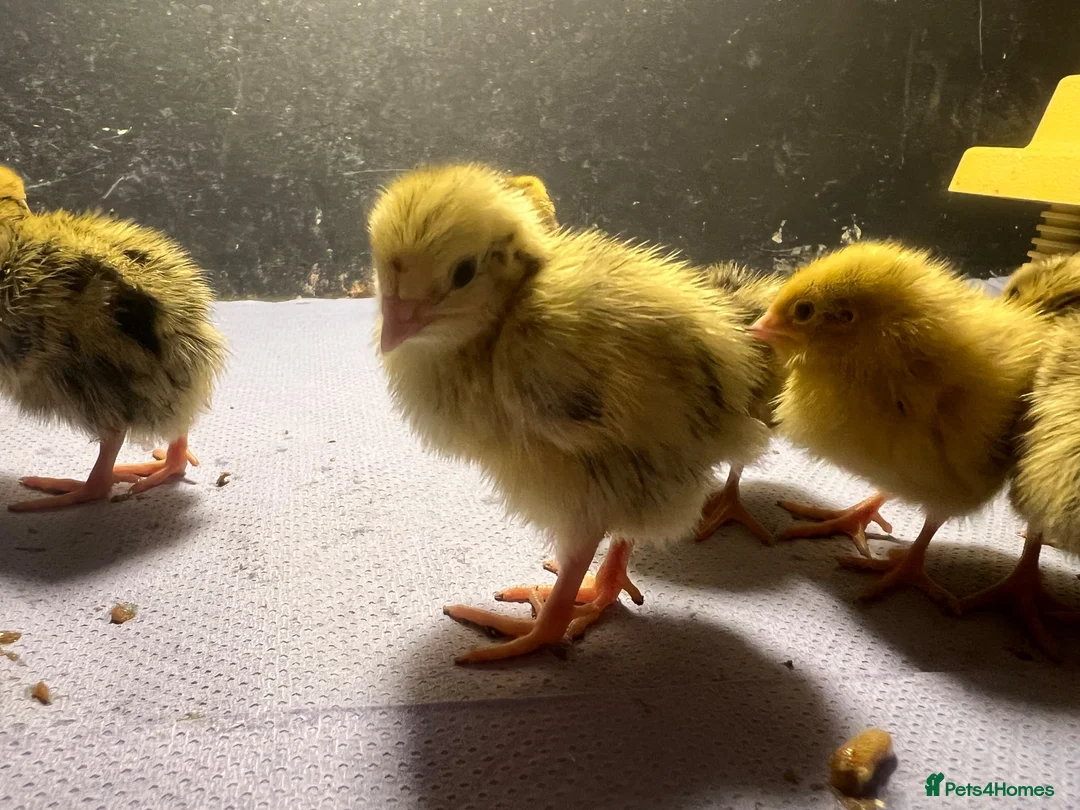 Quail poultry for sale: Quails - Advert 2