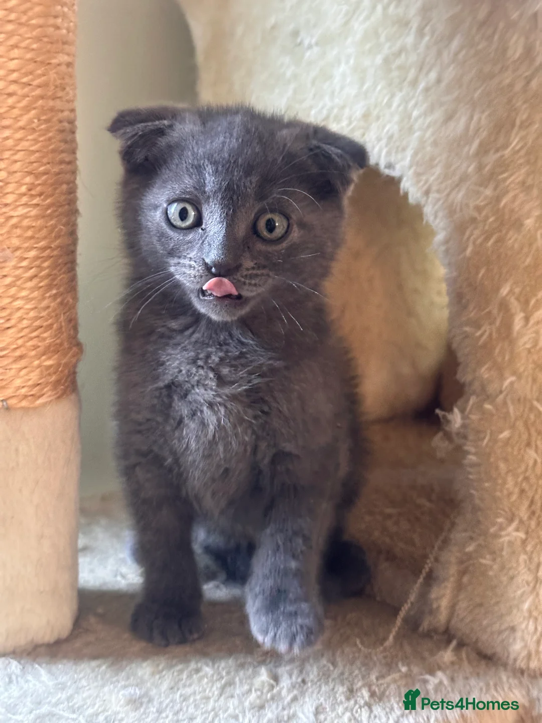 Scottish Fold cats for sale: Scottish fold  - Advert 3