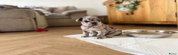 French Bulldog dogs for sale: KC/DWKC Registered French Bulldog Puppies - Advert 20