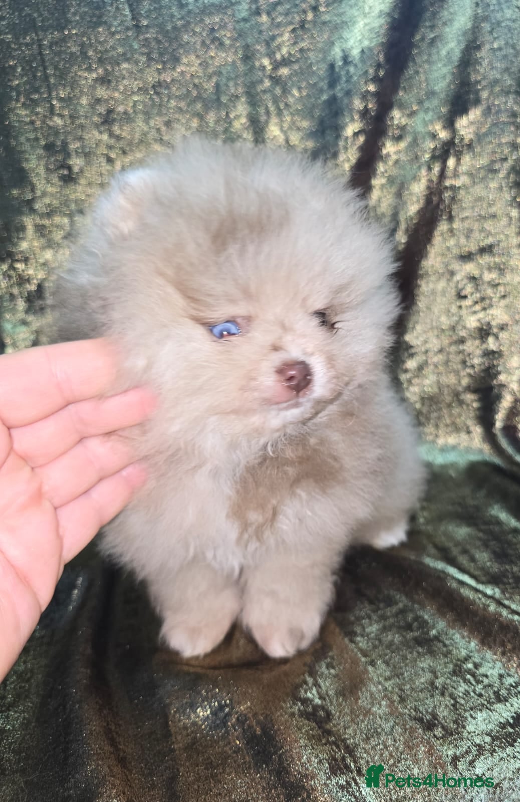 Pomeranian dogs Merle chocolate blue beaver blue eye puppies - Advert 11