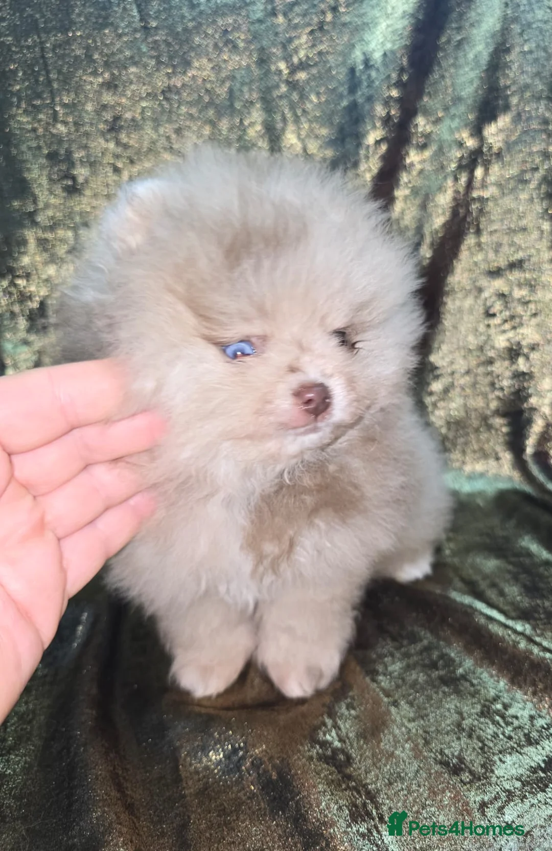 Pomeranian dogs for sale: Merle chocolate blue beaver blue eye puppies - Advert 1