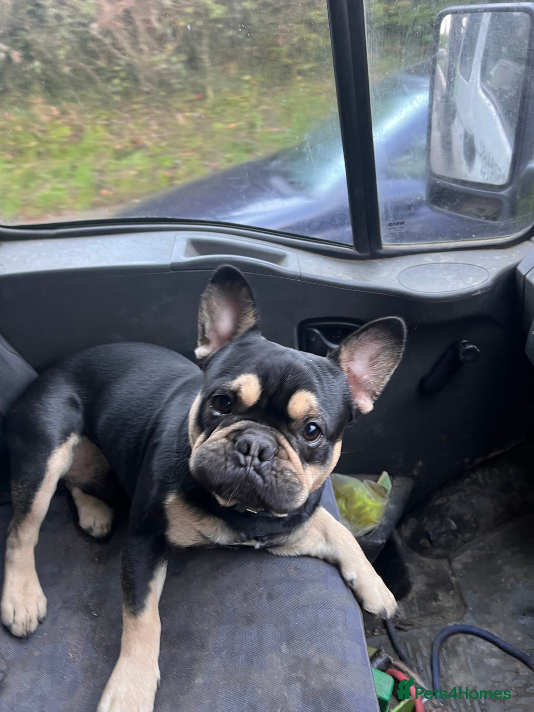 French Bulldog dogs for stud: Chocolate Tan french bulldog Burtie in Sevenoaks - Image 2