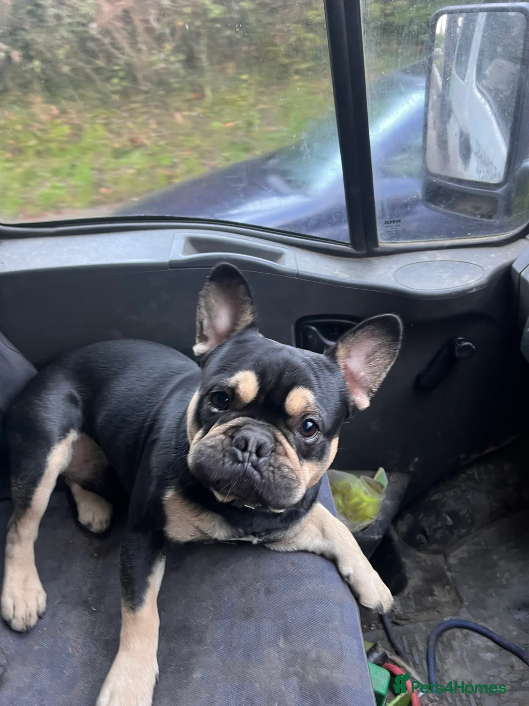 French Bulldog dogs for stud: Chocolate Tan french bulldog Burtie in Sevenoaks - Advert 2