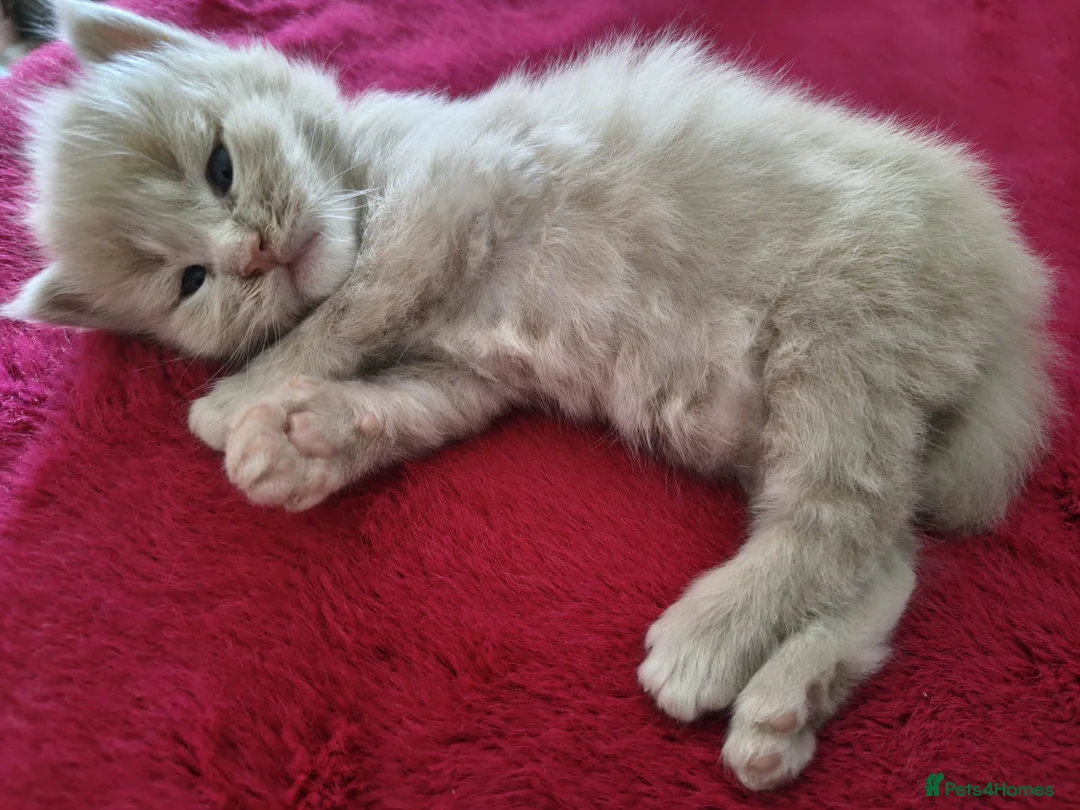 Maine Coon cats for sale: Tica registered Maine coon kittens - Advert 39