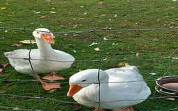 Geese poultry for sale: 2 Pilgrim geese - Image 4