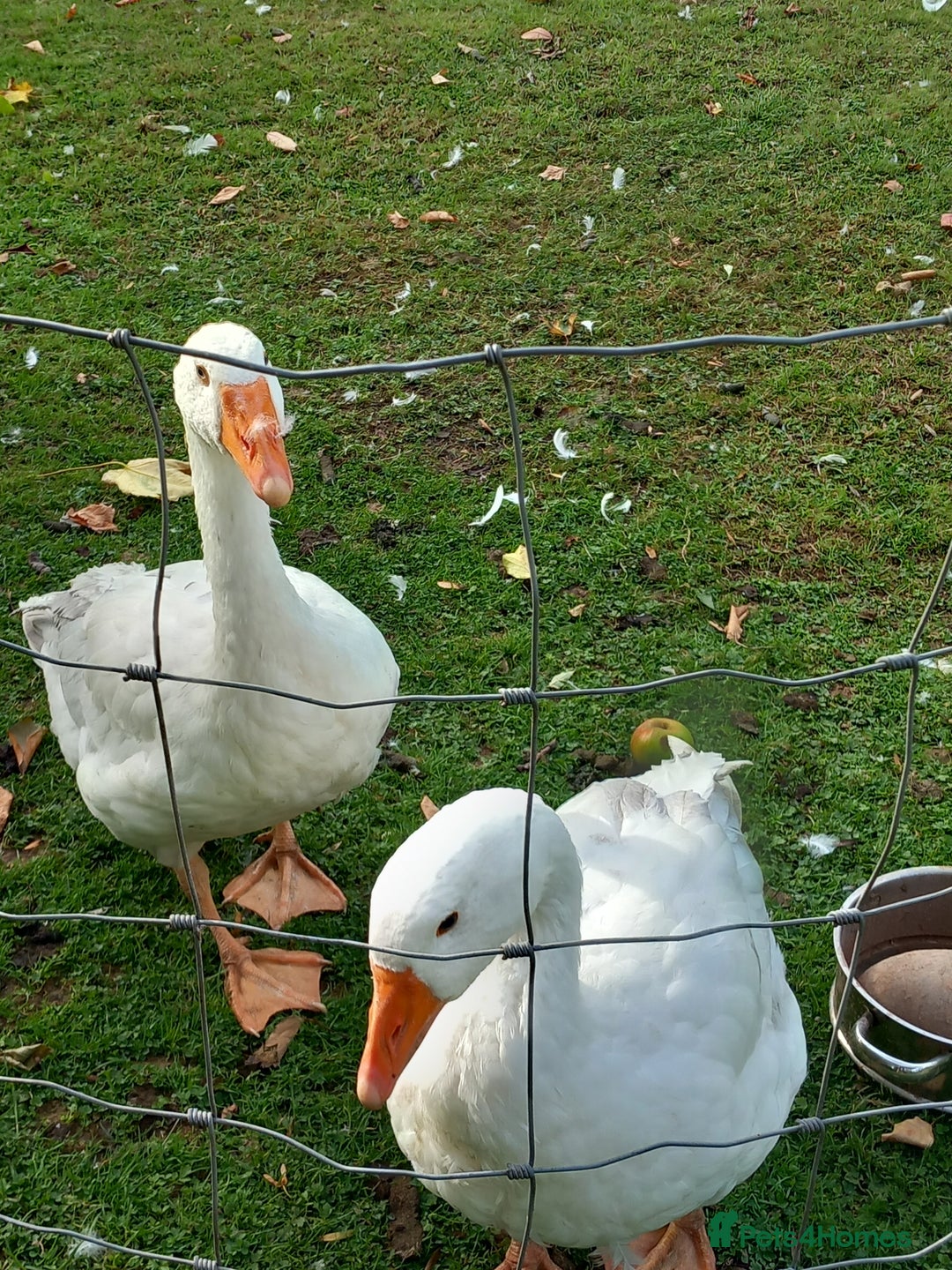 Geese poultry for sale: 2 Pilgrim geese - Image 4