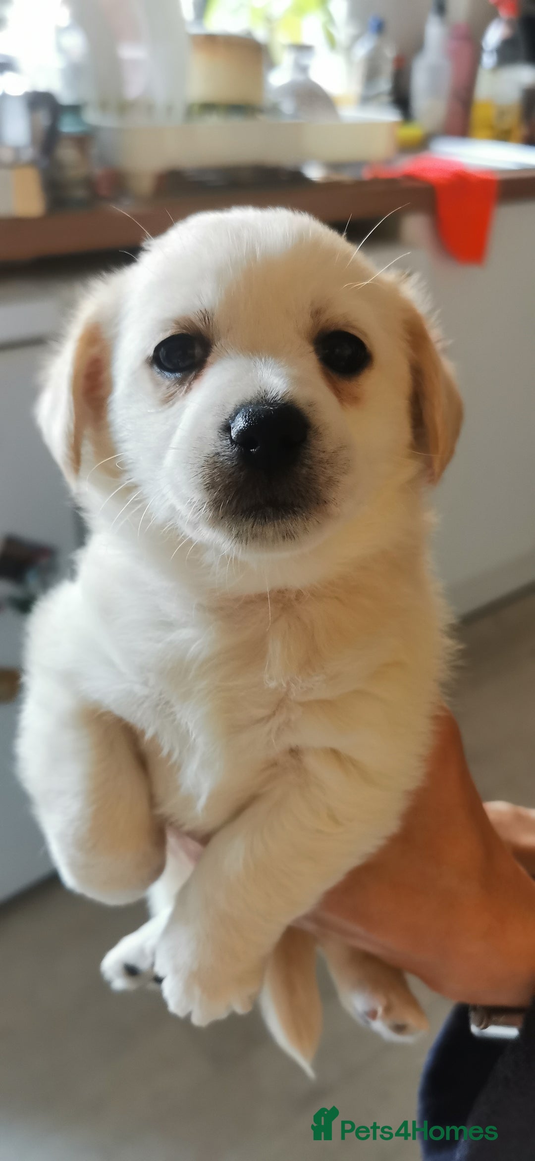 Mixed Breed dogs for sale: Maltipoo X Cavapoo puppies  - Advert 3