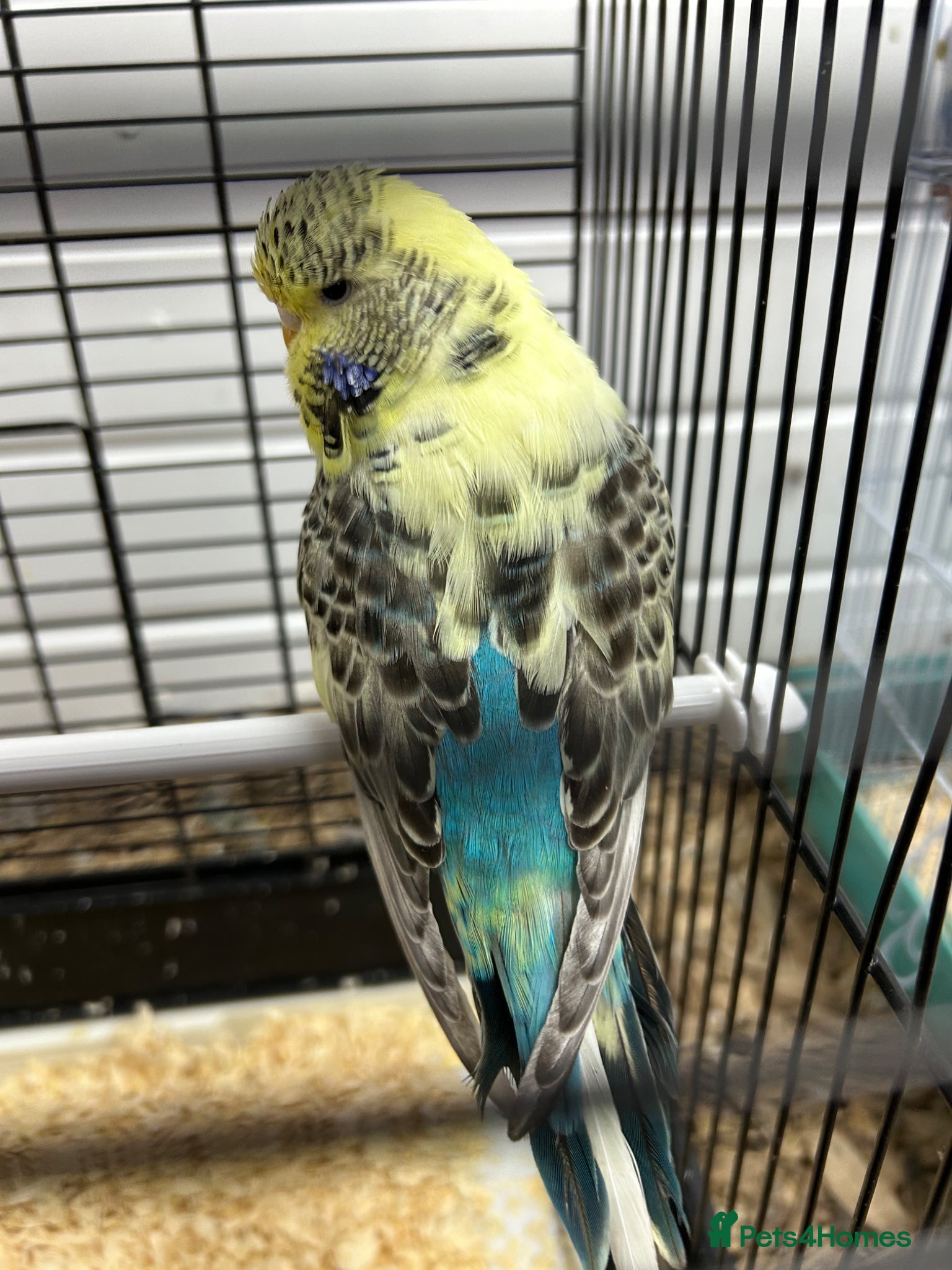 Budgerigars birds Mixed  budgies - Advert 8