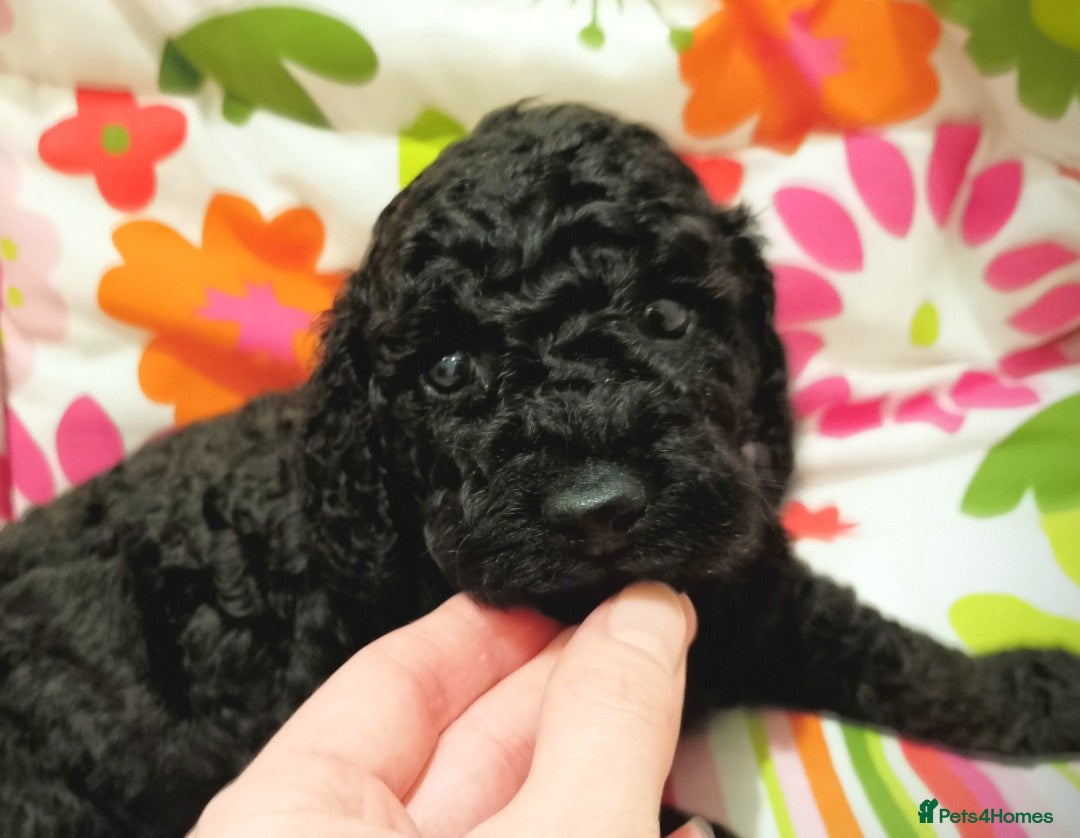 Miniature Poodle dogs Miniature Poodle Puppies - KC Registered  - Advert 8