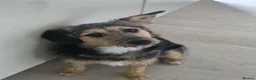 Mixed Breed dogs for adoption: ☀️ISLE OF MAN’S LITTLE RAY OF SUNSHINE ☀️  in Worcester - Advert 3