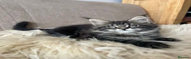 Maine Coon 7