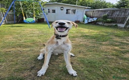 Lurcher dogs for sale: Male Lurcher in need of rehoming(saluki/greyhound) - Image 3