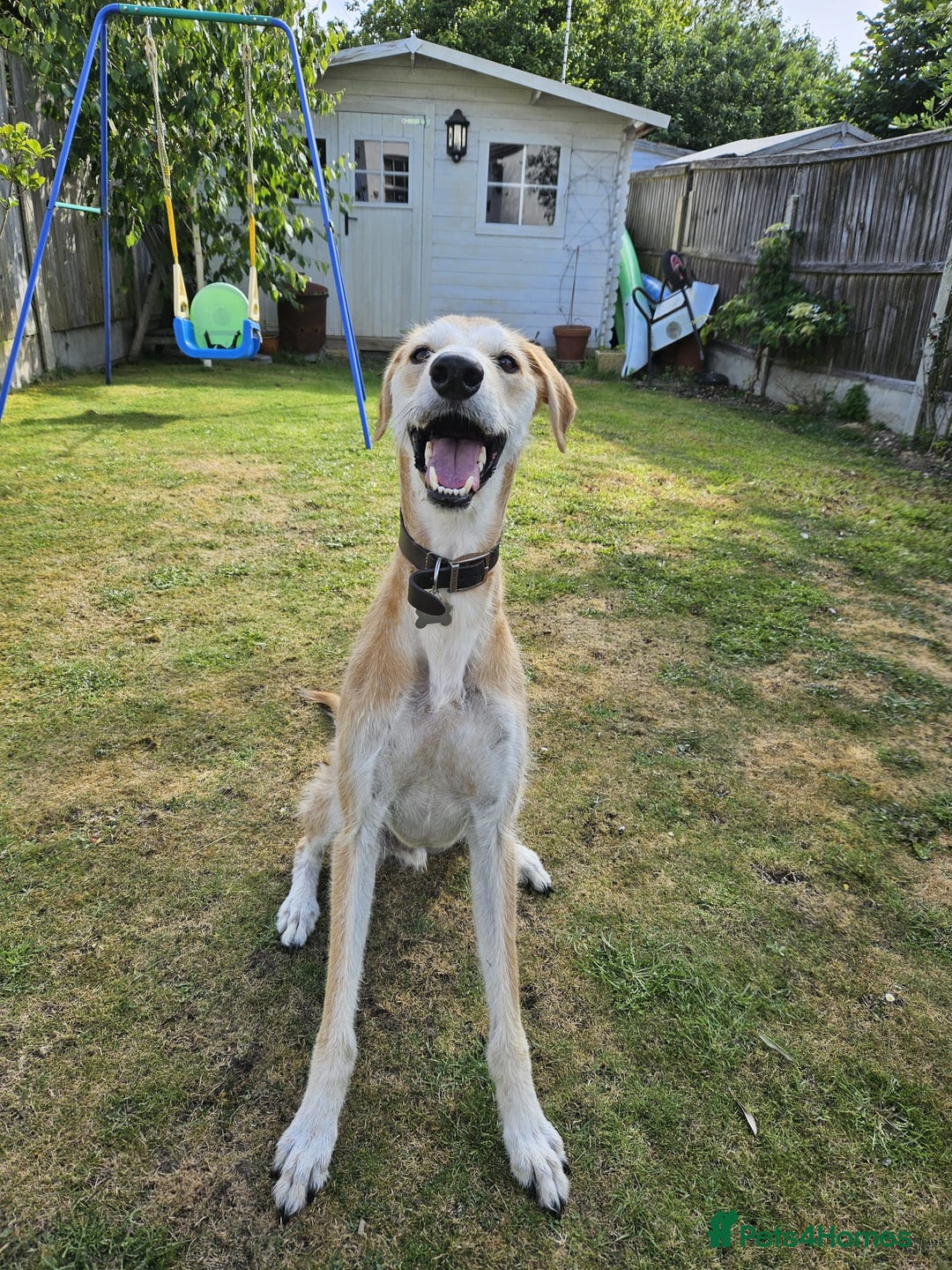 Lurcher dogs for sale: Male Lurcher in need of rehoming(saluki/greyhound) - Image 3