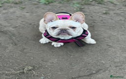 French Bulldog dogs for sale: French bulldog - Image 21