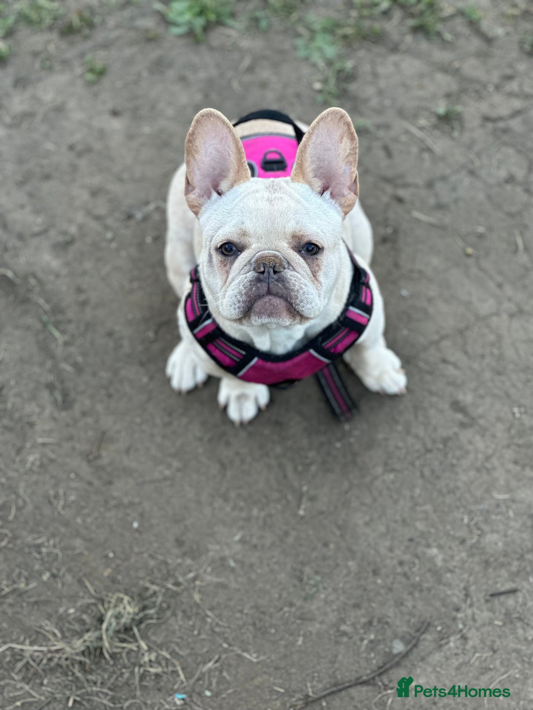 French Bulldog dogs for sale: French bulldog - Image 21
