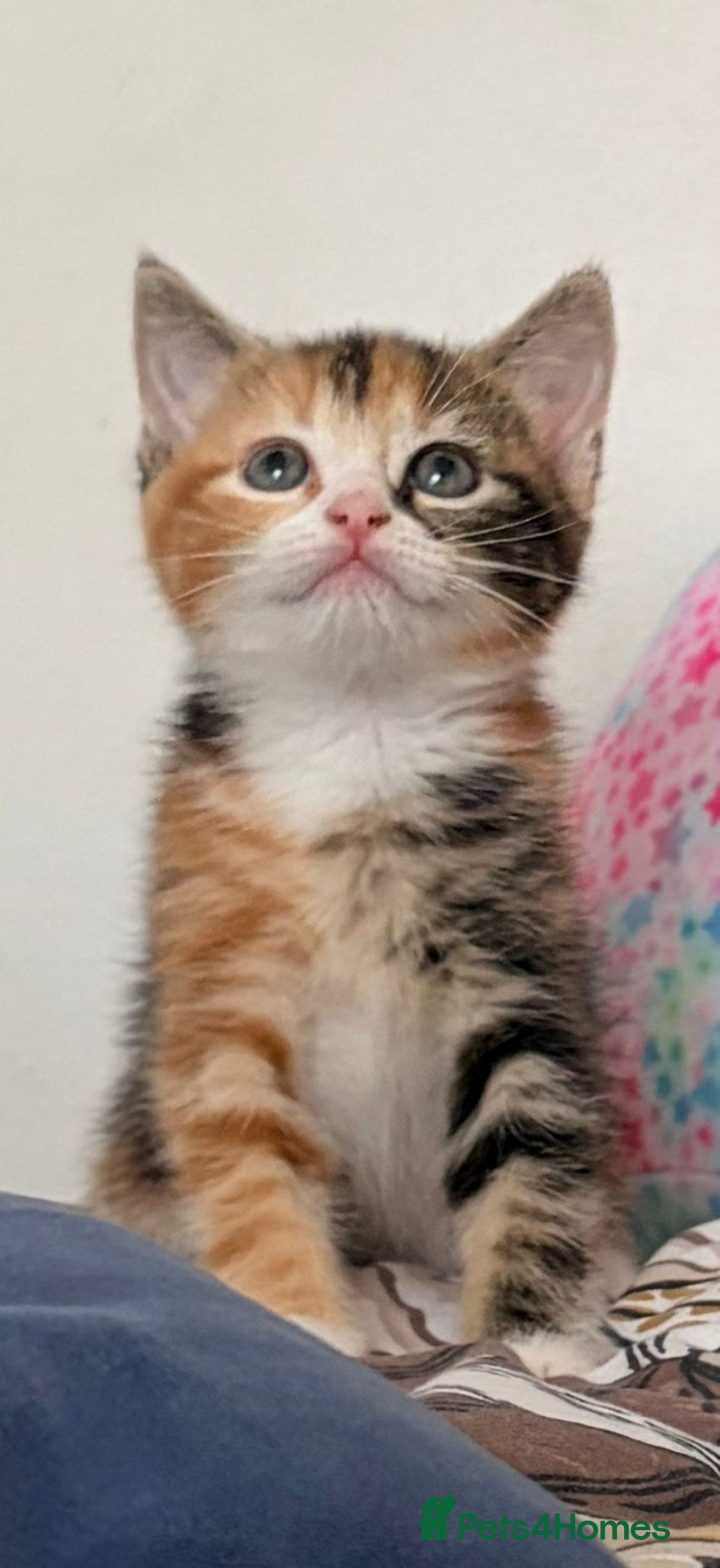 Mixed Breed cats for sale: Lovely kittens  - Advert 2