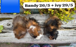 Guinea Pig rodents for sale: Baby guinea pigs available now. Sheffield. - Image 24