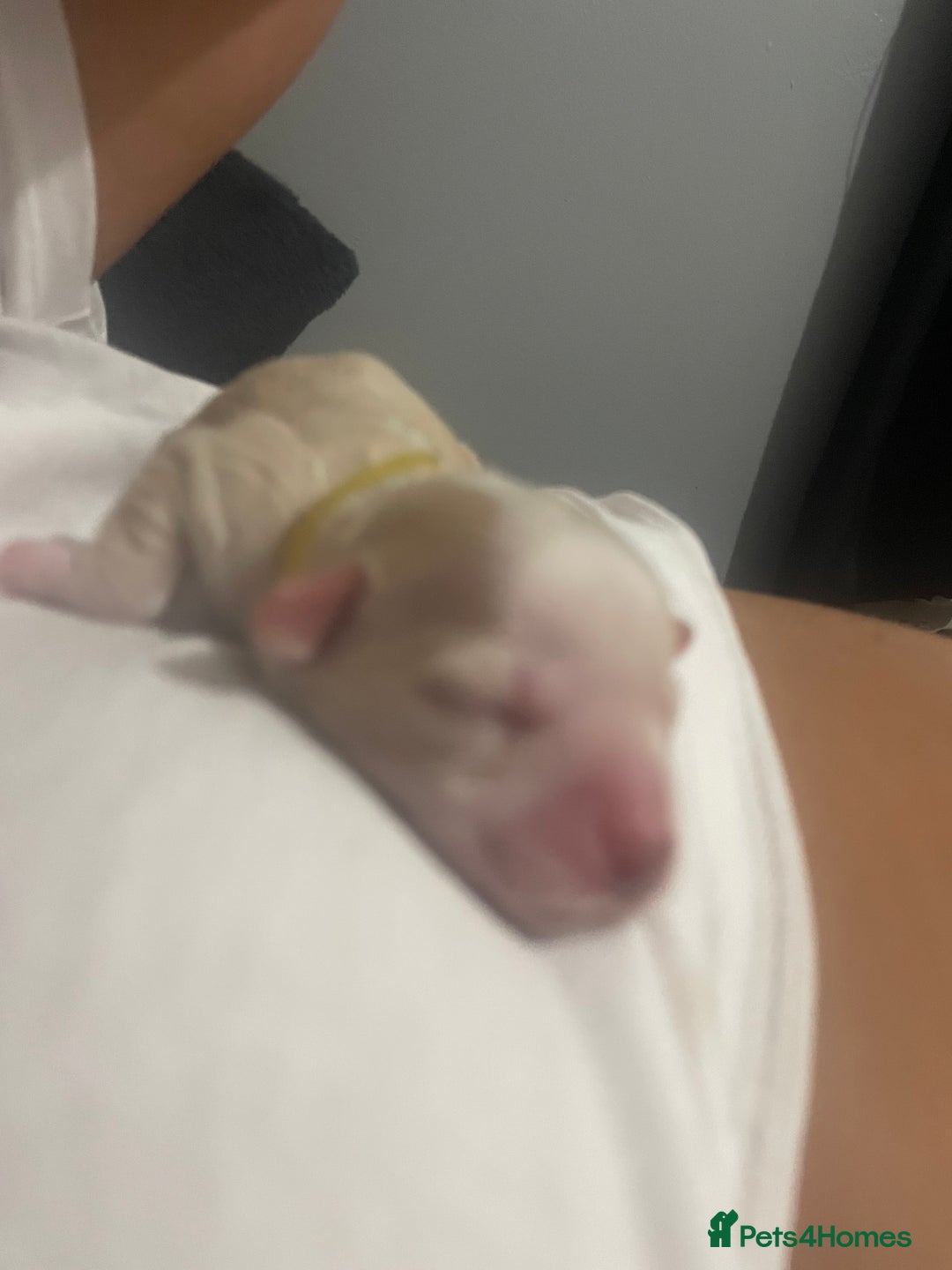 Mixed Breed dogs for sale: Cotton de tulears x spaniel - Image 6