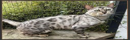 Bengal cats for sale: Beautiful big Silver spotted Bengal boy (ex stud) - Advert 3