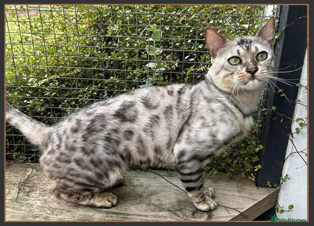 Bengal cats for sale: Beautiful big Silver spotted Bengal boy (ex stud) - Advert 3