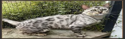 Bengal cats for sale: Beautiful big Silver spotted Bengal boy (ex stud) - Advert 10