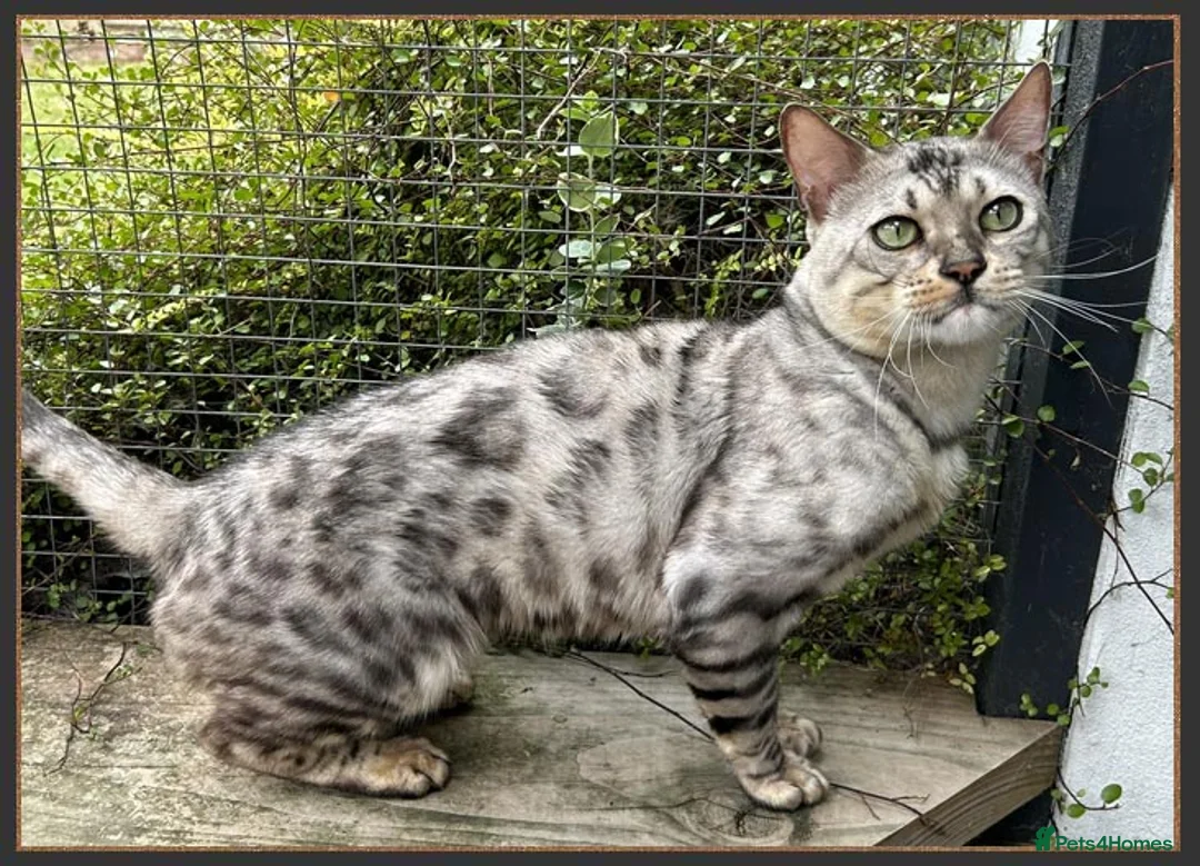 Bengal cats for sale: Beautiful big Silver spotted Bengal boy (ex stud) - Advert 10