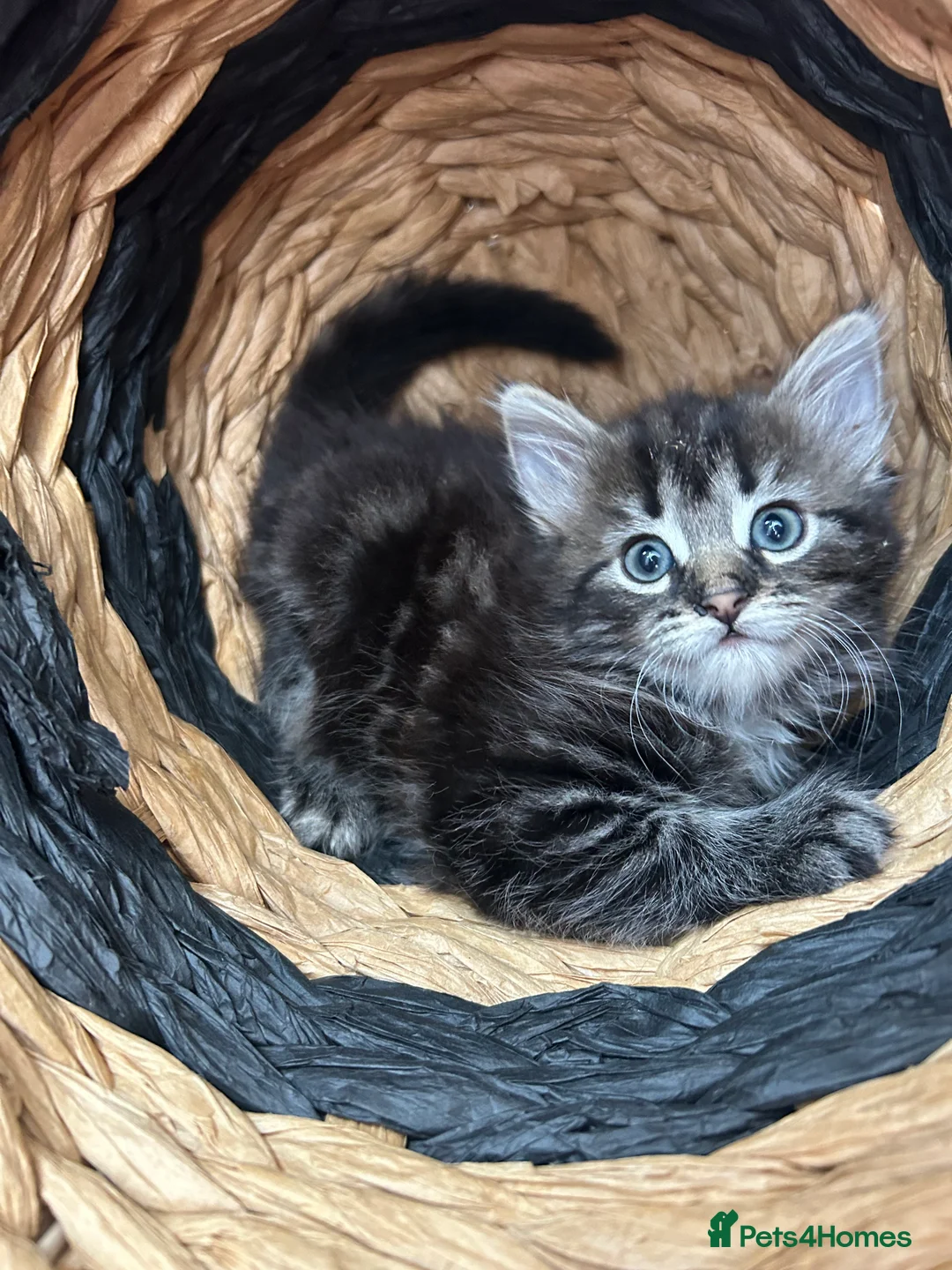 Mixed Breed cats for sale: Kittens for sale - Advert 2