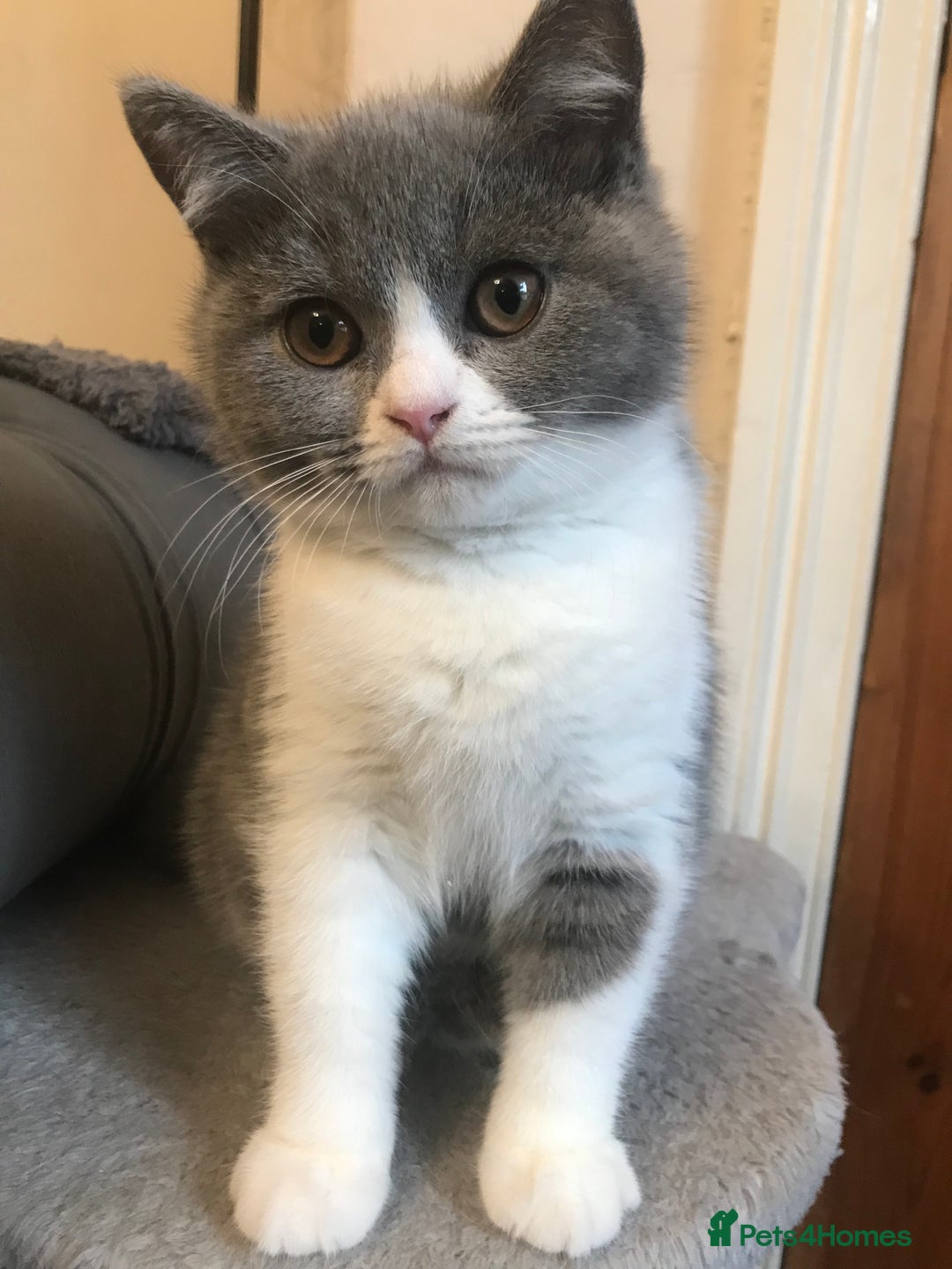 British Shorthair cats for sale: GCCF Bicolour Girls Ready NOW - Image 5