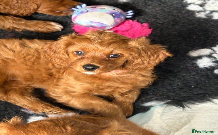 Cavapoo dogs - Advert 10