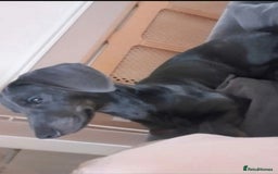 Dachshund dogs for sale: Daschund puppies - Advert 2