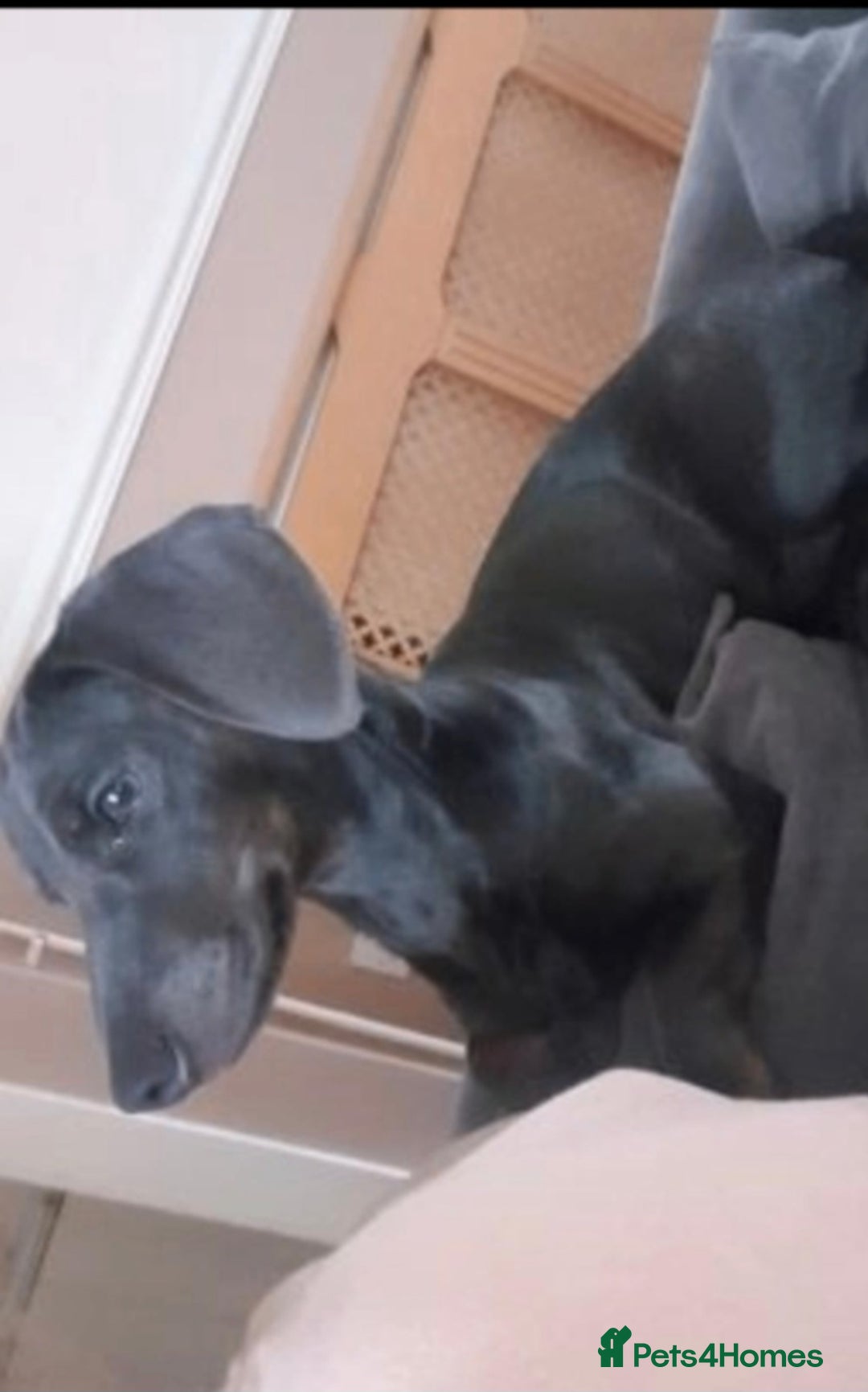 Dachshund dogs for sale: Daschund puppies - Advert 2