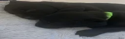 Goldador dogs for sale: 8 gorgeous black goldadors  - Advert 8