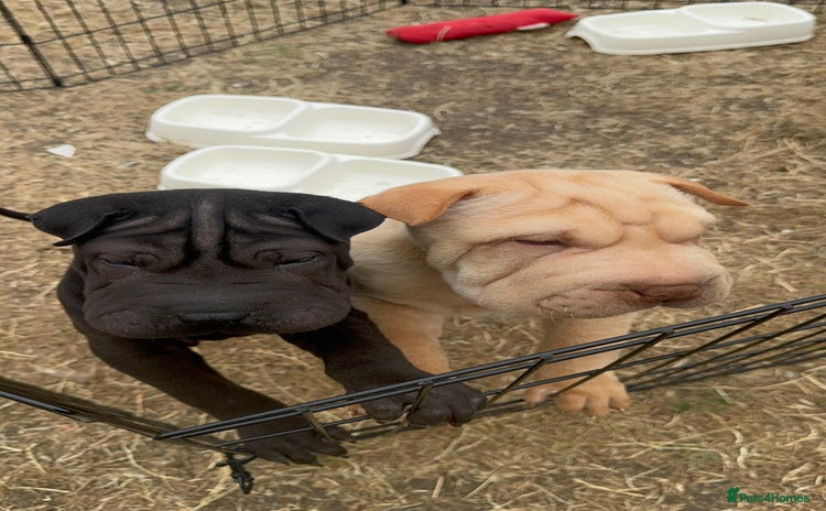 Shar Pei dogs - Advert 1