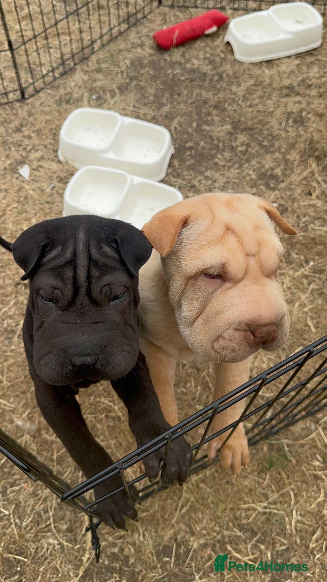 Shar Pei dogs for sale: 2 boys left full shar pei - Image 1
