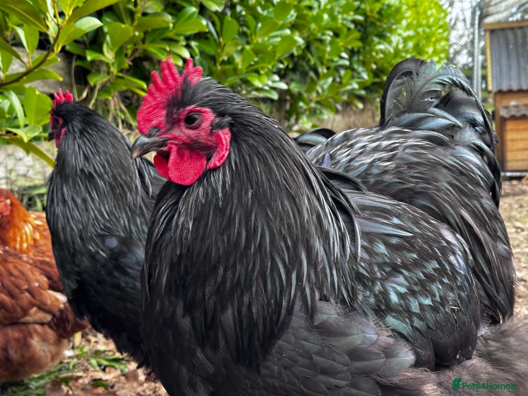 Chickens poultry for sale: Buff Orpington and Rhode Island Red Rooster - Advert 9