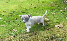 Whippet dogs for sale: SUPER KC Whippet puppies Show bred - Image 18