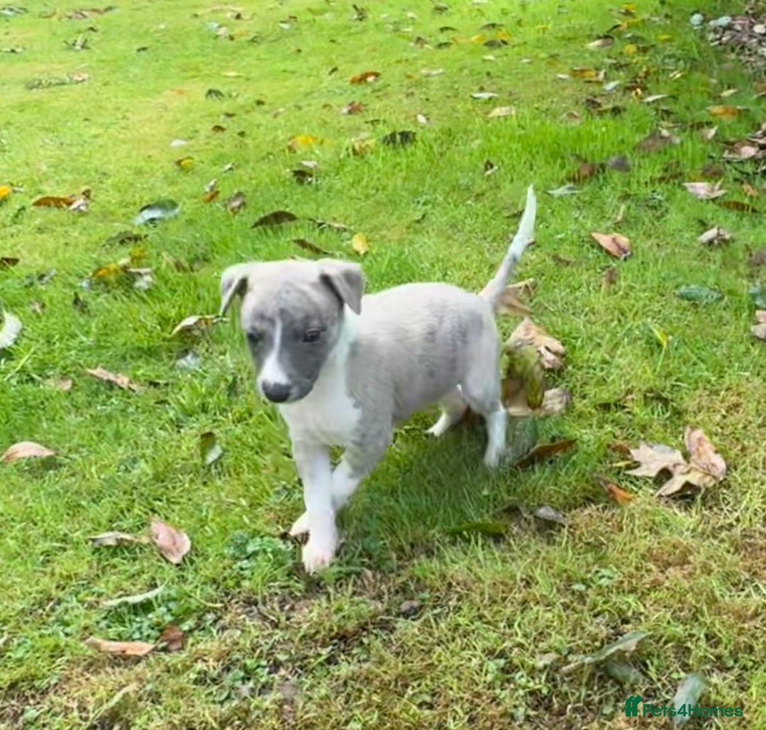 Whippet dogs for sale: SUPER KC Whippet puppies Show bred - Image 18