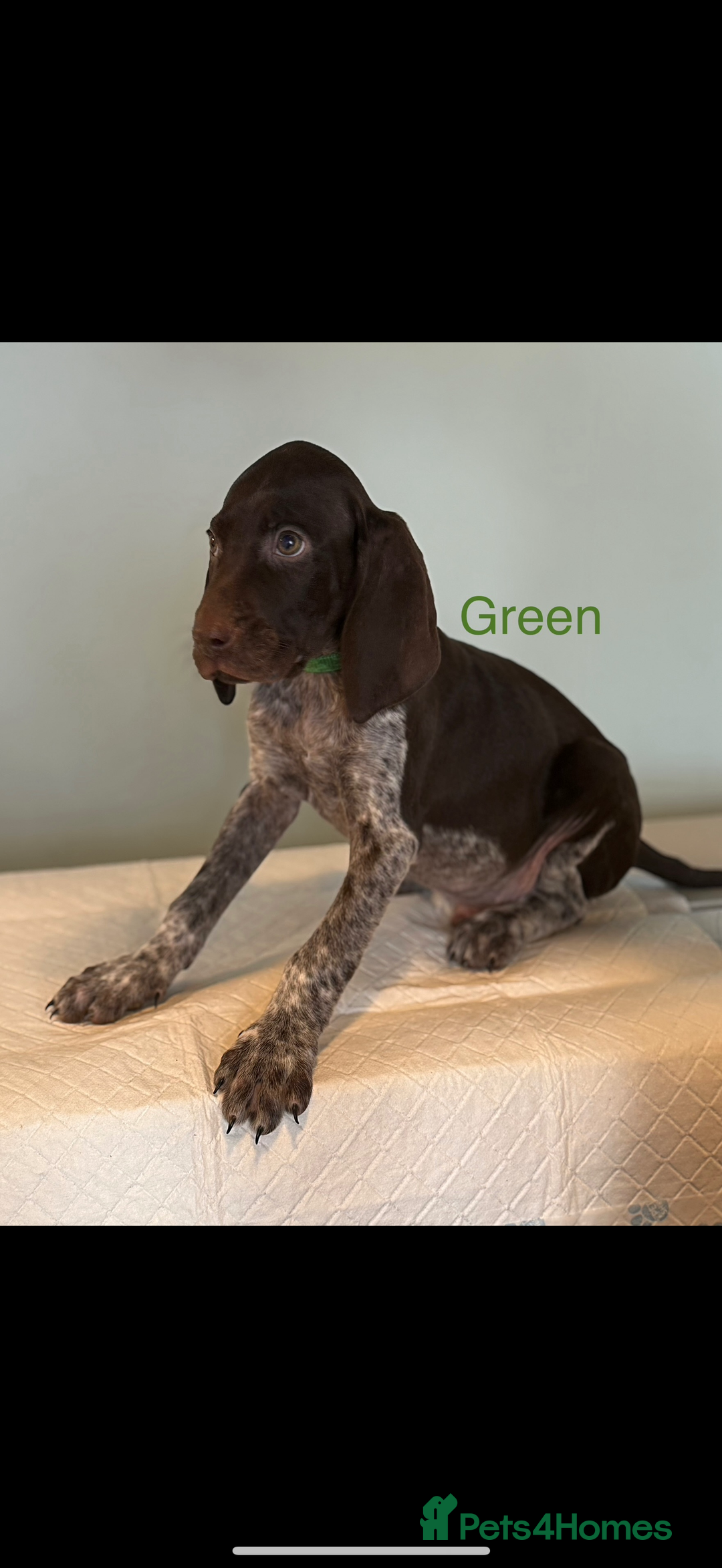 German Shorthaired Pointer dogs for sale: KC registered German Shorthair Pointer Puppy - Advert 2