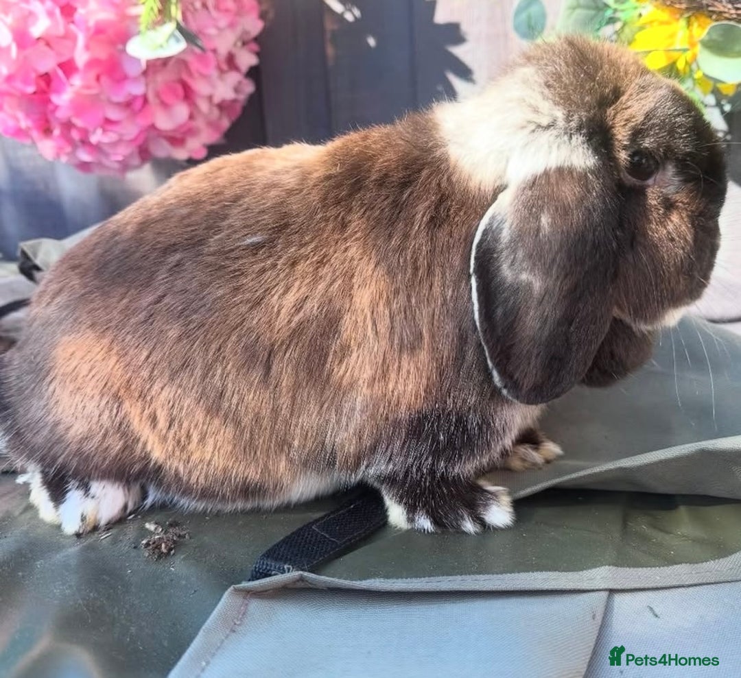 Mini Lop rabbits for sale: stunning adult female lop - Advert 3